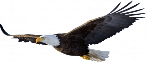 Bald-Eagle-PNG-File